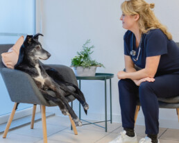 Verhaltenstherapie Tierarzt Hollunder Rohde Hürth bei Köln